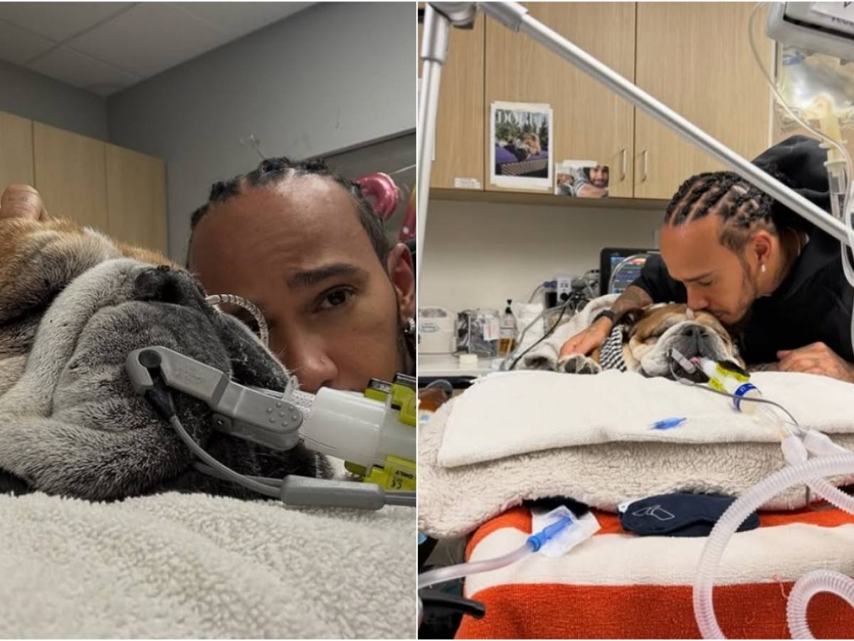 Il dramma di Lewis Hamilton, il suo Roscoe è in coma