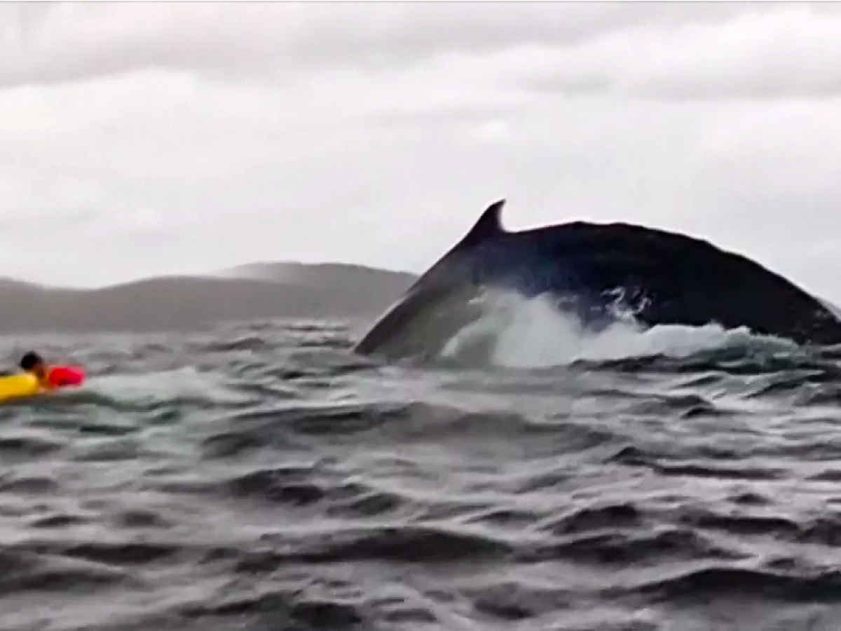 lo inghiotte una balena ne esce vivo con il kayak