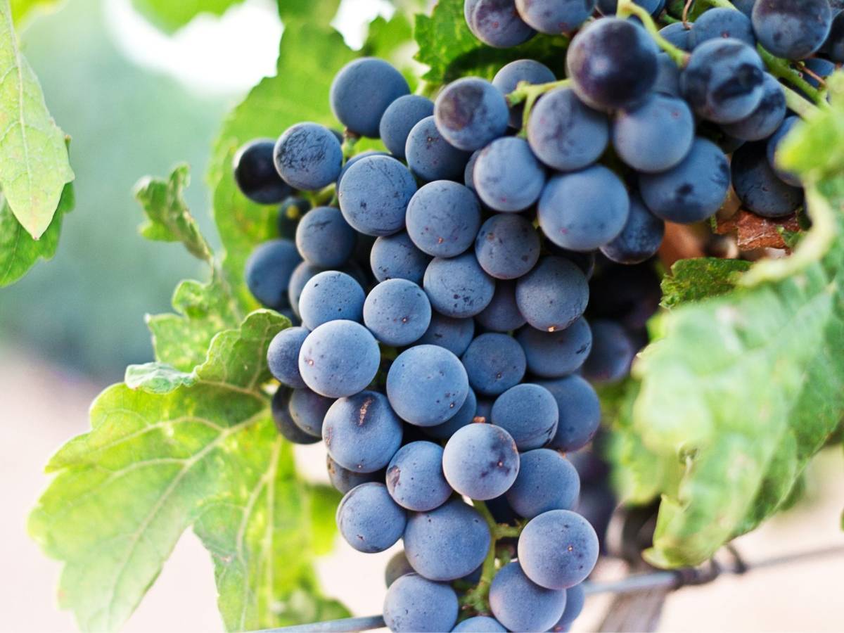 Uva, le 5 ricette perfette per migliorare la salute