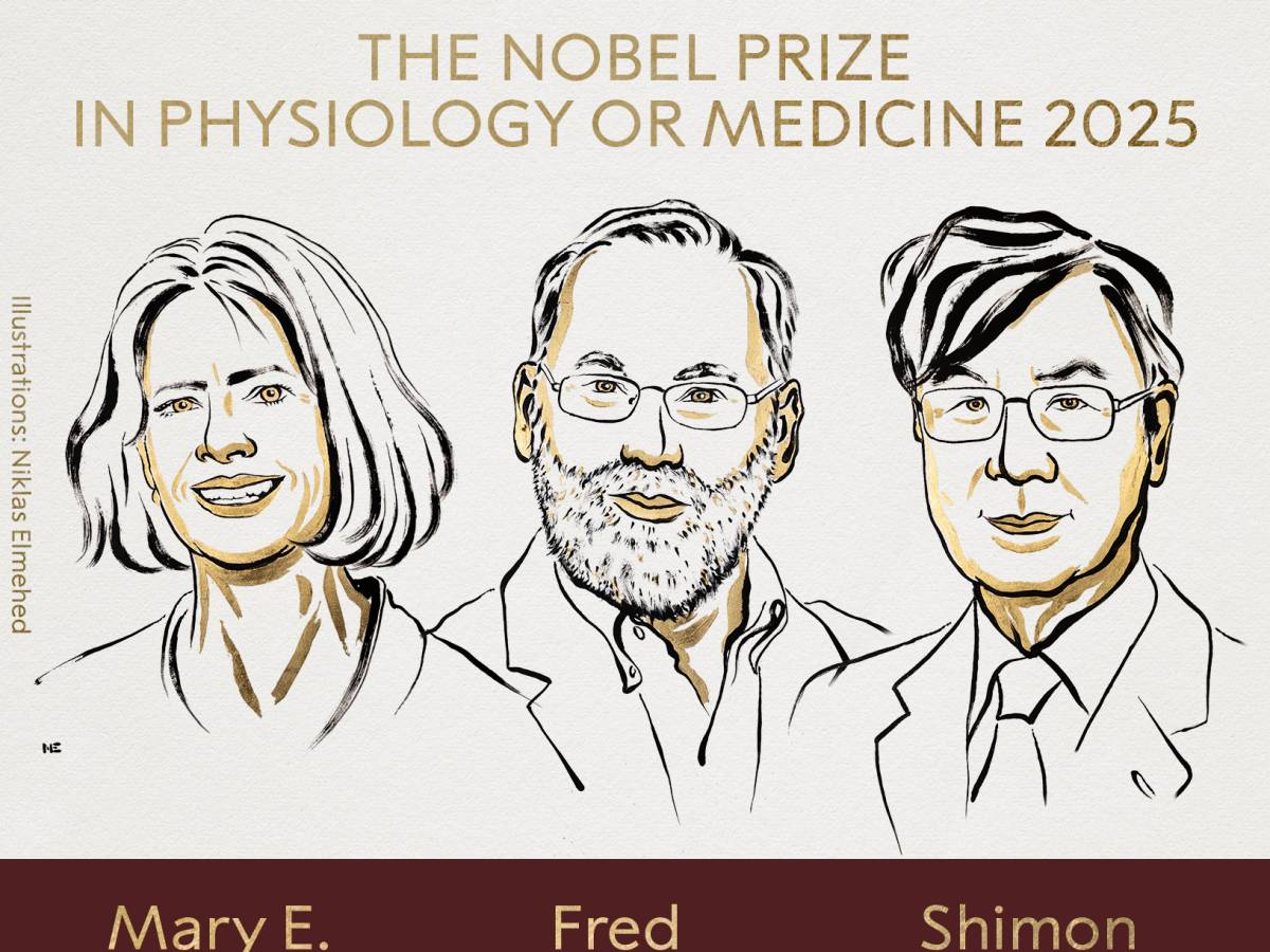 Nobel per la Medicina a Brunkow, Ramsdell e Sakaguchi: ecco cosa hanno scoperto