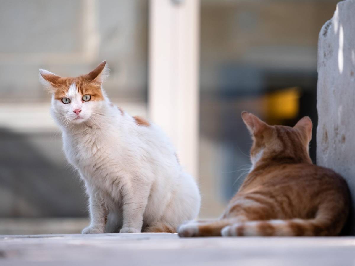 la ragazza che ascoltava i gatti un lungo viaggio per ritrovare s233 stessi