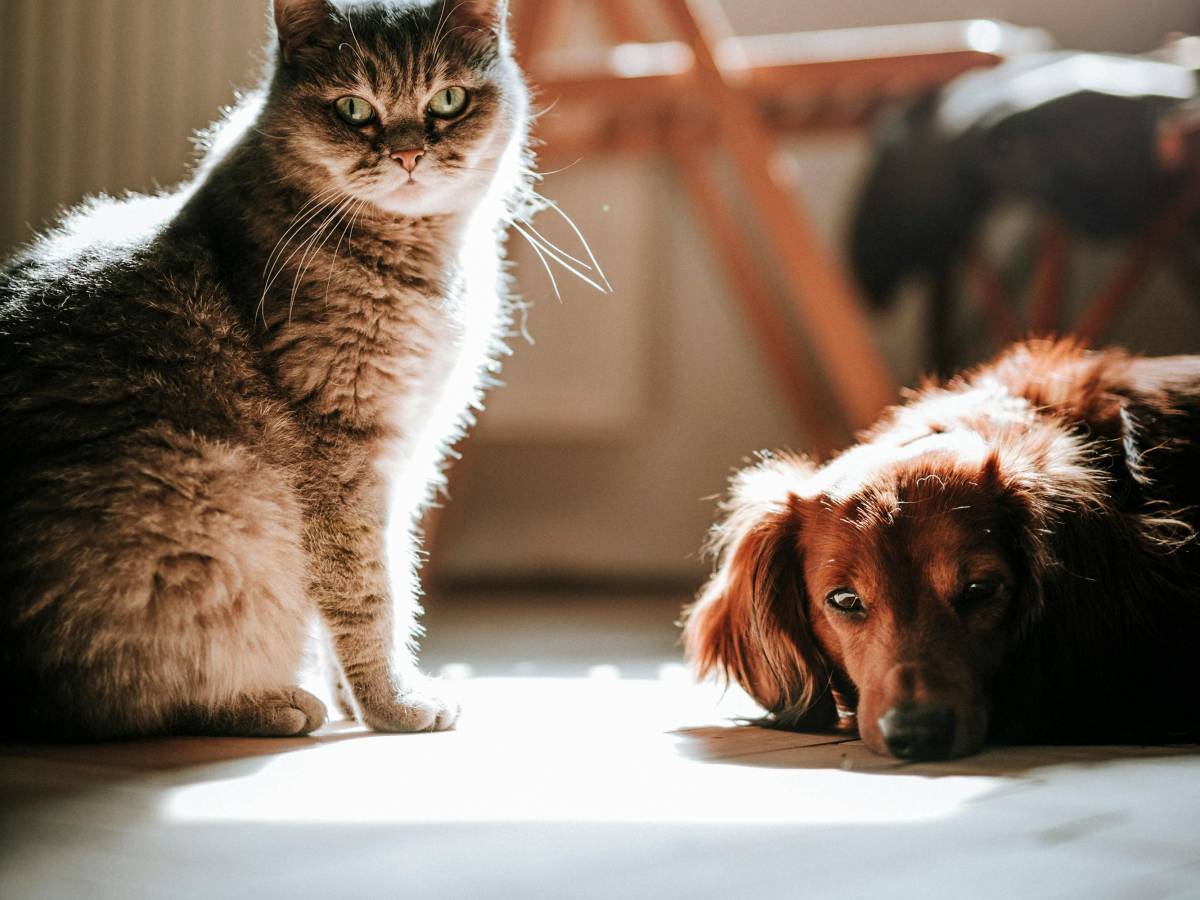 Permessi retribuiti per assistere il proprio animale domestico: chi ne ha diritto secondo la Cassazione Permessi retribuiti per assistere il proprio animale domestico: chi ne ha diritto secondo la Cassazione
