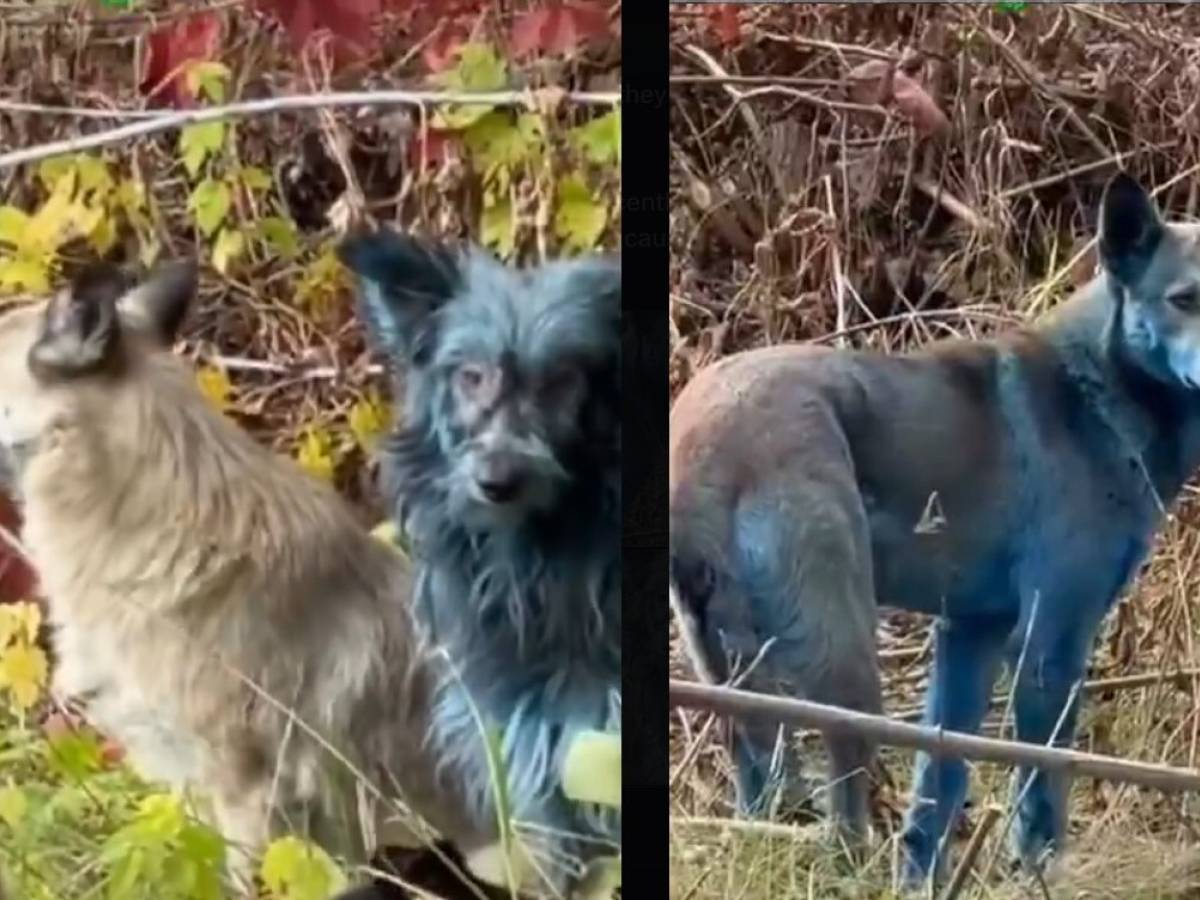 Cani dal pelo blu, la scoperta choc a Chernobyl e lo studio per salvare l Cani dal pelo blu, la scoperta choc a Chernobyl e lo studio per salvare l
