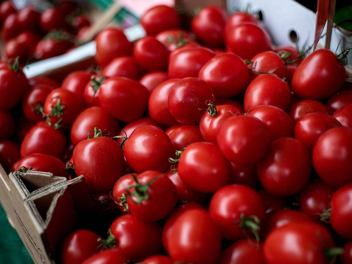 pomodorini contaminati da salmonella pi249 di 400 casi in europa oltre 100 in italia da Ilgiornale.it pomodorini contaminati da salmonella pi249 di 400 casi in europa oltre 100 in italia