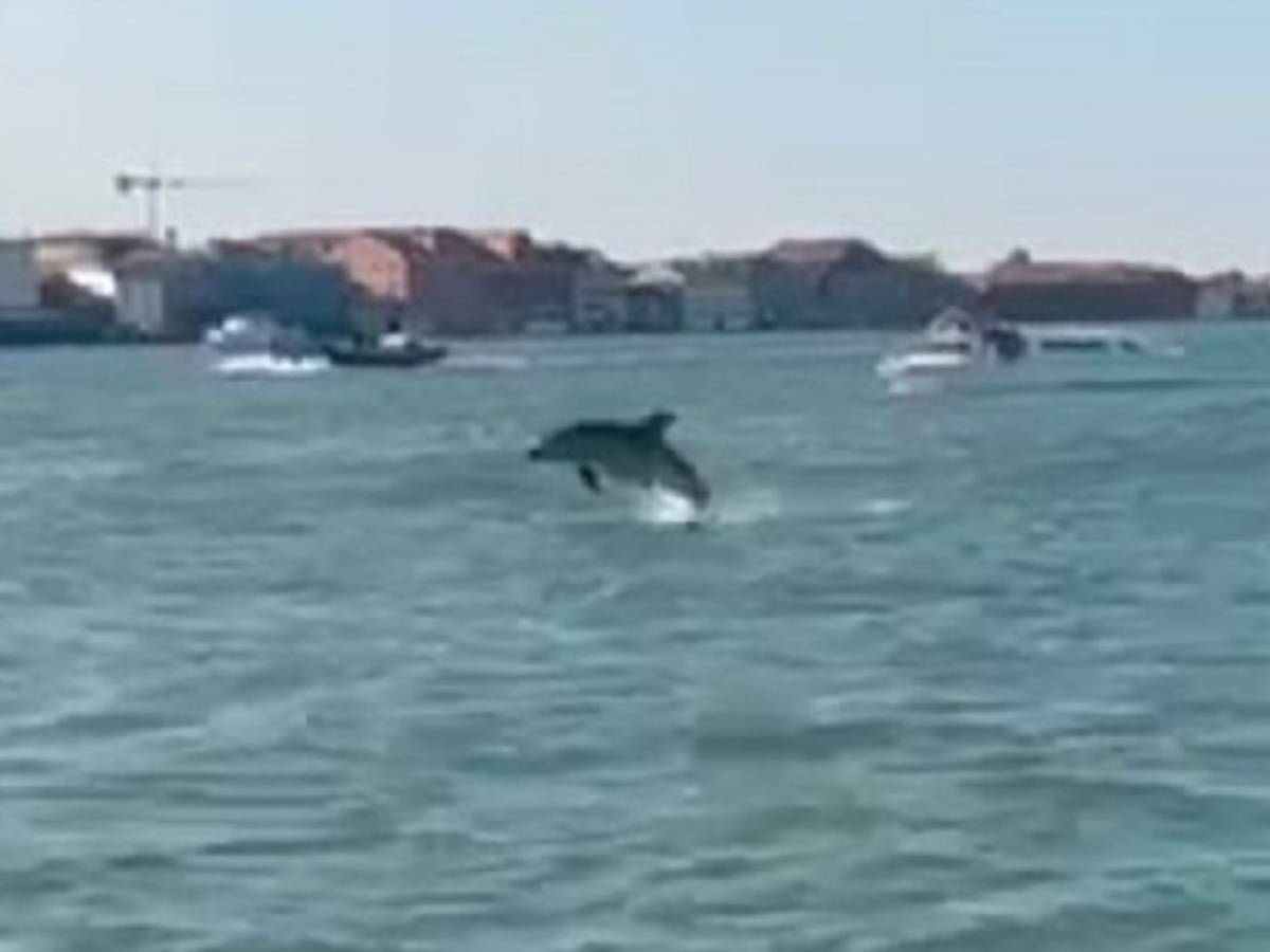 Venezia, Mimmo e il grande equivoco dei turisti: i delfini non ridono