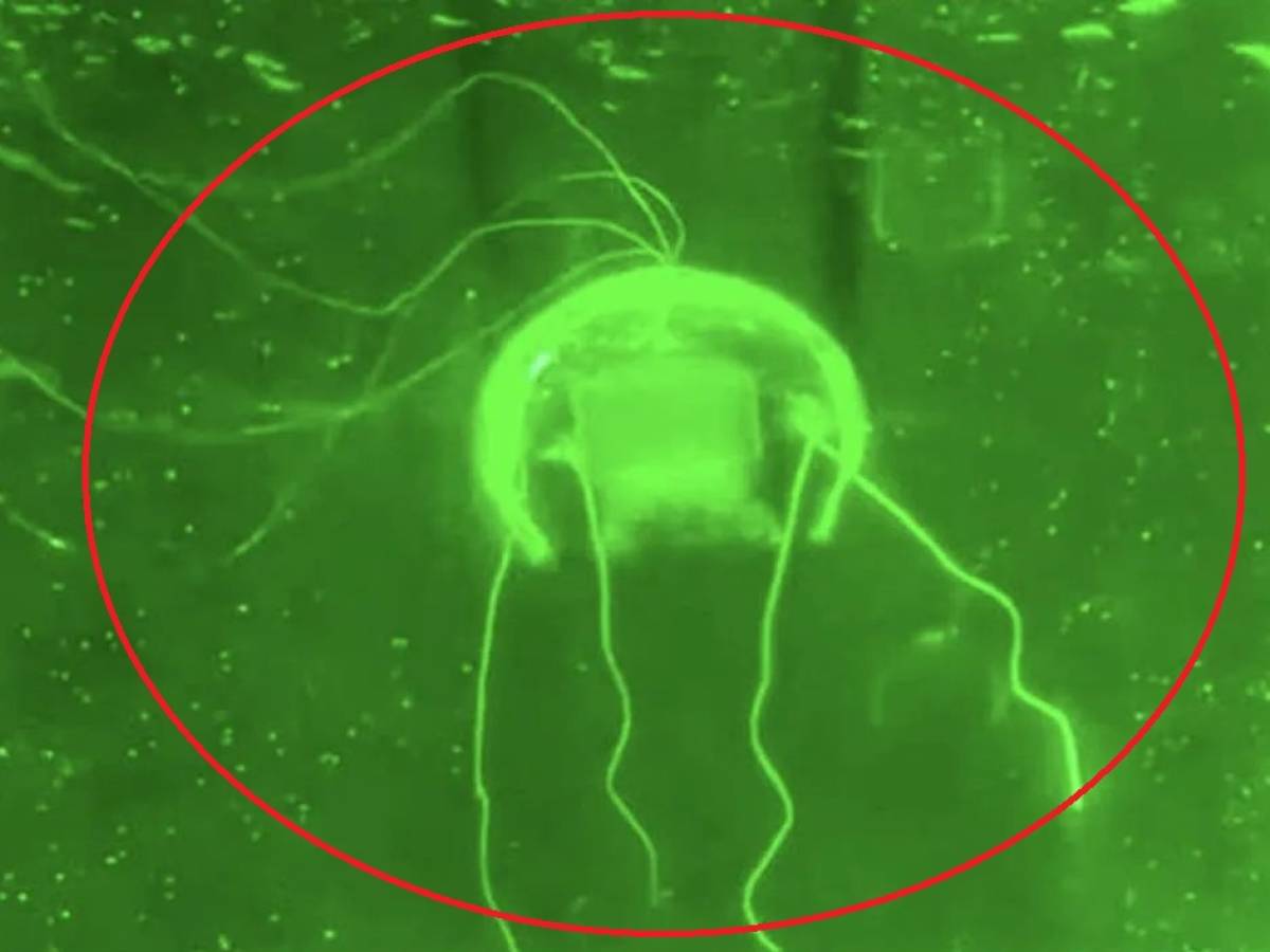 un drone fantasma per la sorveglianza sottomarina ecco il robot medusa della cina da Ilgiornale.it un drone fantasma per la sorveglianza sottomarina ecco il robot medusa della cina