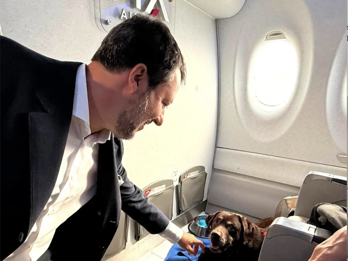 Cani in aereo, arrivano le linee guida: 6 animali per volo e fino a 30 kg Cani in aereo, arrivano le linee guida: 6 animali per volo e fino a 30 kg