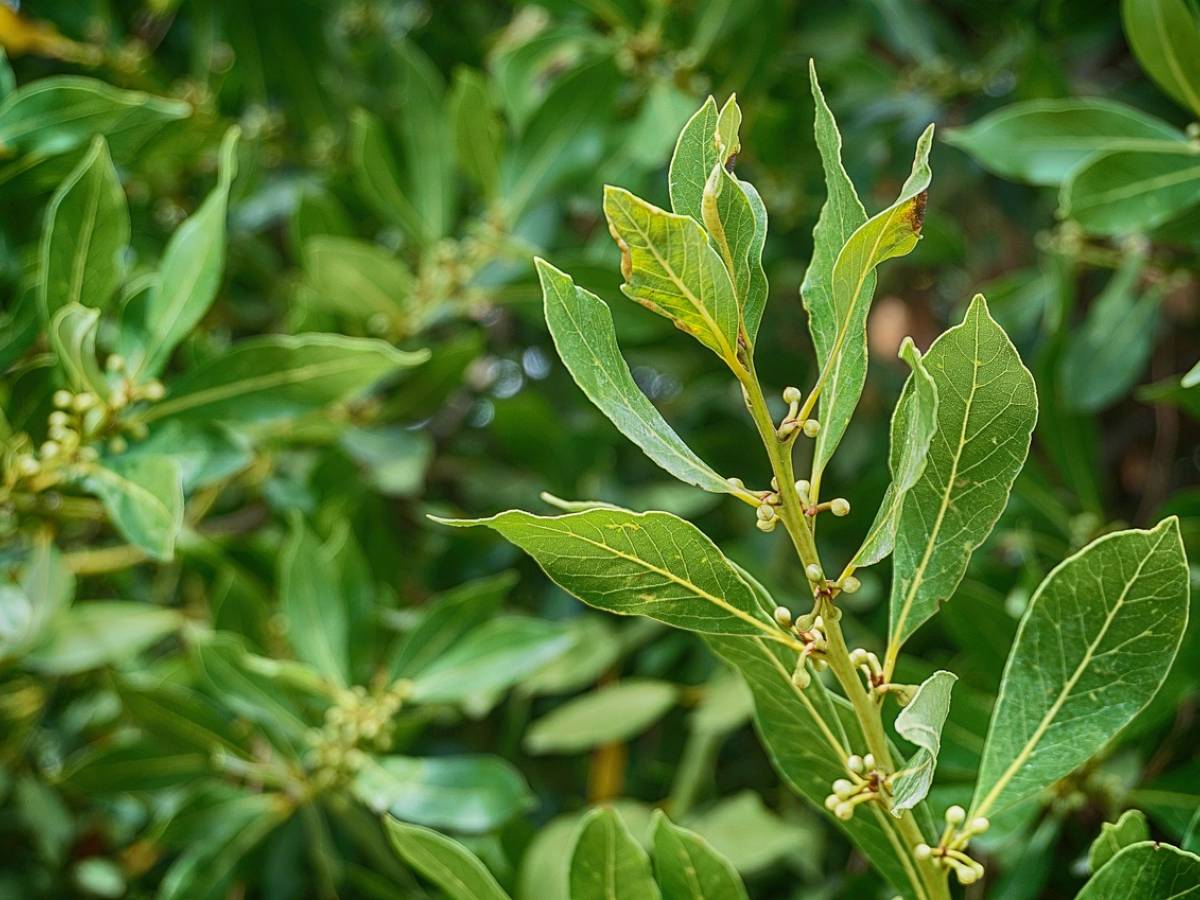 alloro per contrastare i sintomi influenzali questo e altri benefici da Ilgiornale.it alloro per contrastare i sintomi influenzali questo e altri benefici