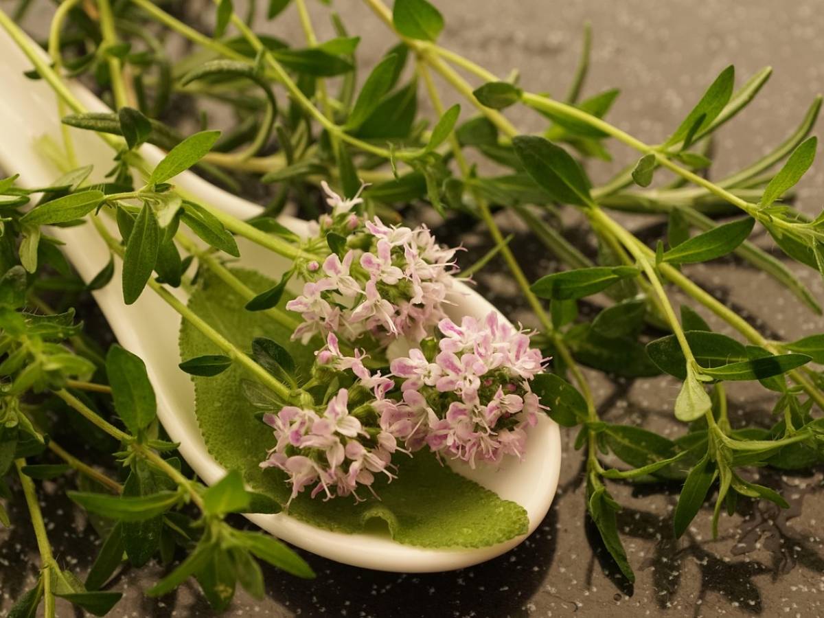 timo e origano alleati contro l invecchiamento da Ilgiornale.it timo e origano alleati contro l invecchiamento