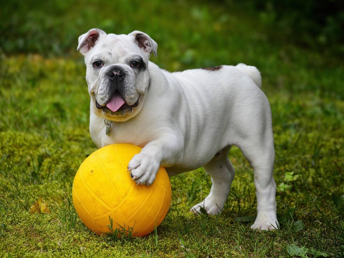 con te sempre il legame che unisce per tutta la vita uomo e cane da Ilgiornale.it con te sempre il legame che unisce per tutta la vita uomo e cane