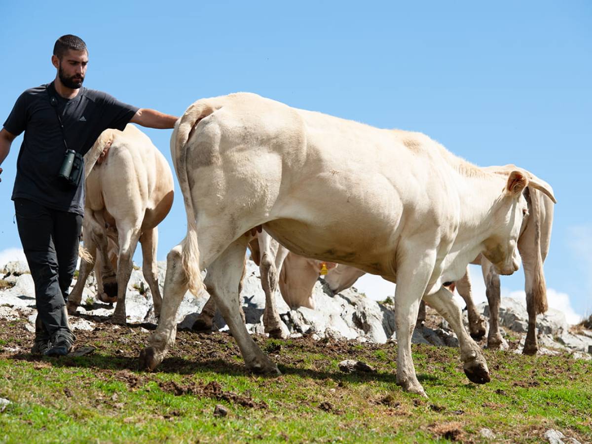 Blonde d’Aquitanie, la carne francese che ha trovato casa in Piemonte Blonde d’Aquitanie, la carne francese che ha trovato casa in Piemonte