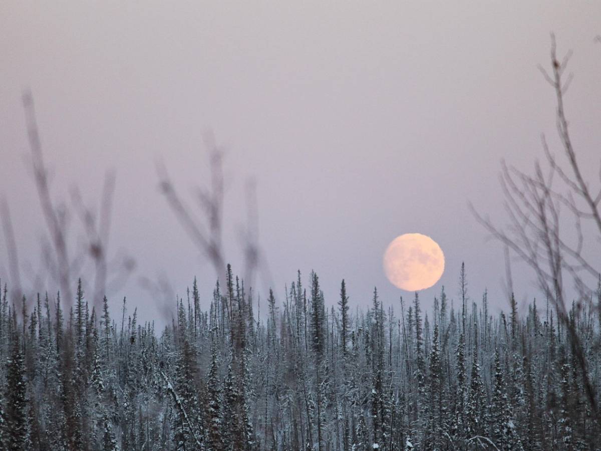 Arriva la Superluna fredda: perché si chiama così e come vederla Arriva la Superluna fredda: perché si chiama così e come vederla