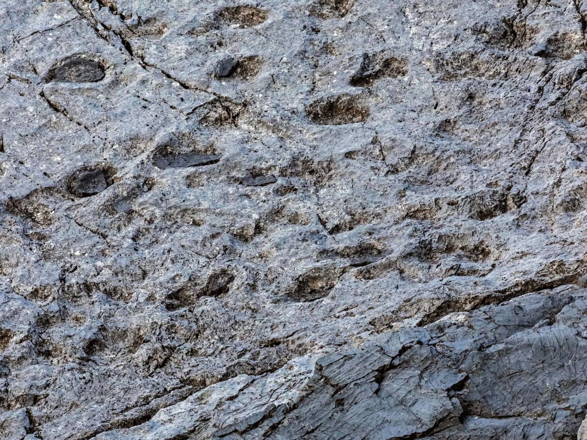 orme di plateosaurus scoperte nel parco dello stelvio che tipo di dinosauro era da Ilgiornale.it orme di plateosaurus scoperte nel parco dello stelvio che tipo di dinosauro era