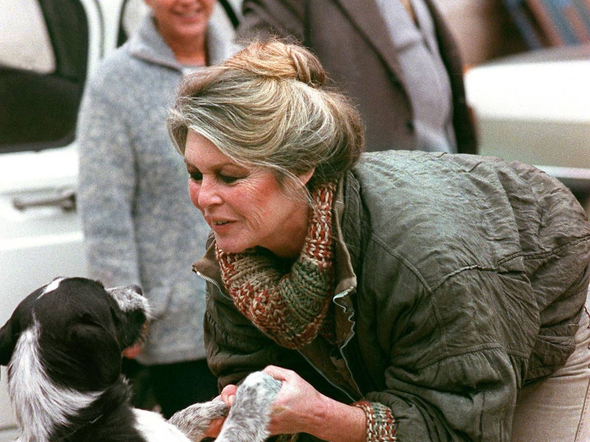 la scelta estremista di cercare la sua umanit224 negli occhi degli animali da Ilgiornale.it la scelta estremista di cercare la sua umanit224 negli occhi degli animali