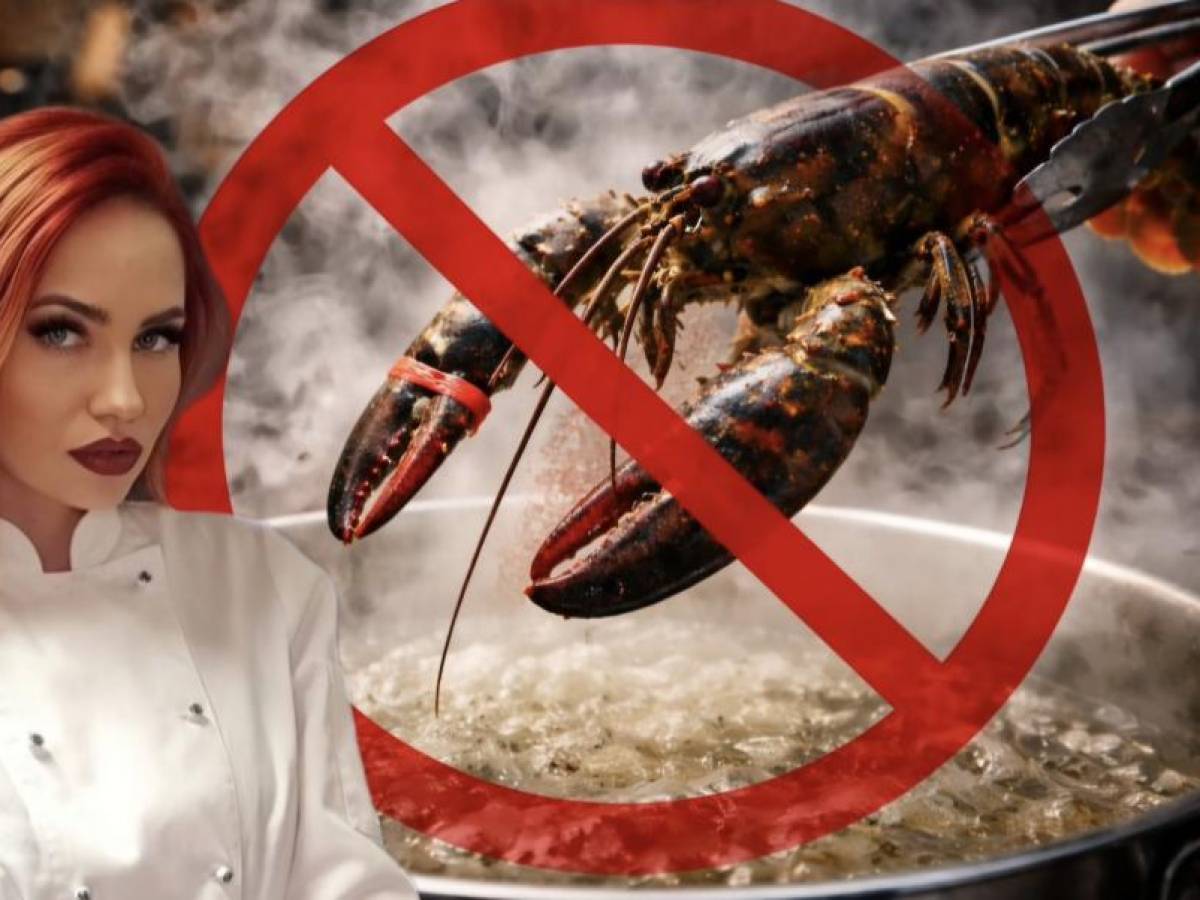 in inghilterra la fine della crudelt224 legale sulle aragoste stop alle sofferenze inutili da Ilgiornale.it in inghilterra la fine della crudelt224 legale sulle aragoste stop alle sofferenze inutili