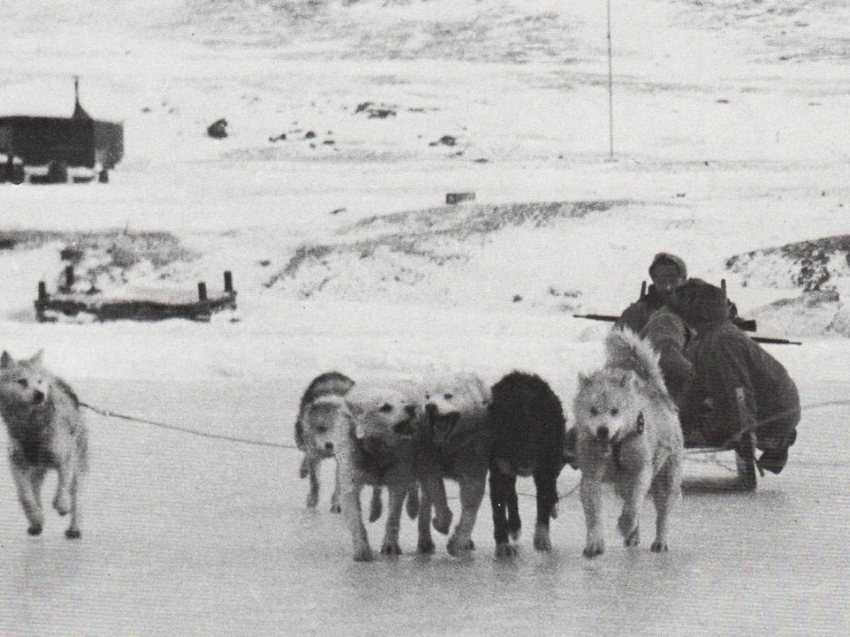 la guerra segreta in groenlandia uomini cani e ghiaccio contro il reich da Ilgiornale.it la guerra segreta in groenlandia uomini cani e ghiaccio contro il reich