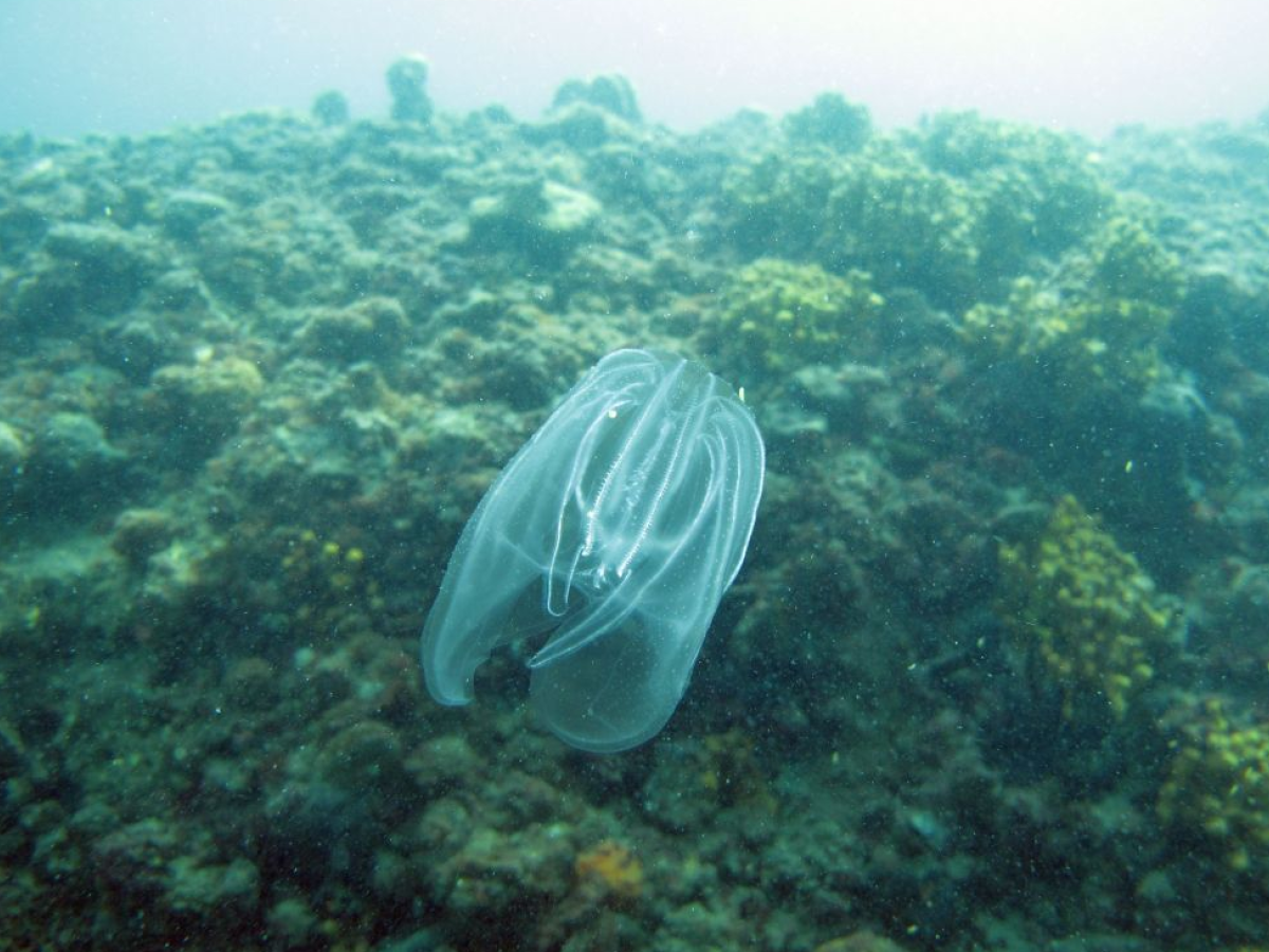 peggio del granchio blu la nove di mare invade la laguna di venezia perch233 232 pericolosa da Ilgiornale.it peggio del granchio blu la nove di mare invade la laguna di venezia perch233 232 pericolosa