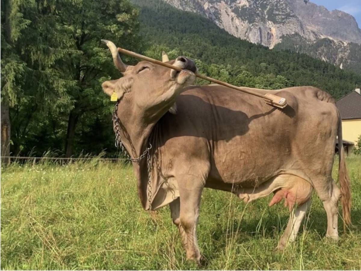 lo stupore per la mucca veronika che usa uno strumento ma siamo noi a usare ancora i pregiudizi da Ilgiornale.it lo stupore per la mucca veronika che usa uno strumento ma siamo noi a usare ancora i pregiudizi