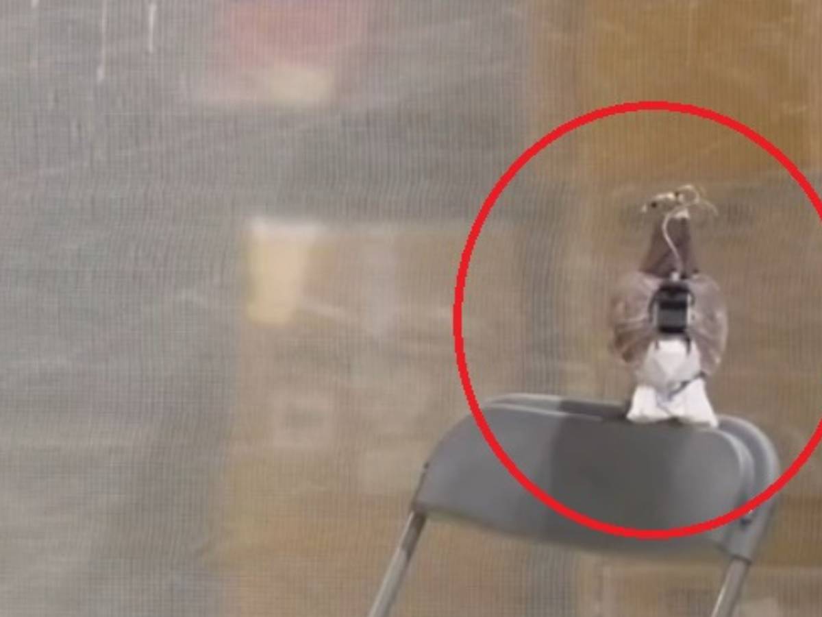 uccelli e piccioni con telecamere come funzionano i nuovi bio droni russi da Ilgiornale.it uccelli e piccioni con telecamere come funzionano i nuovi bio droni russi