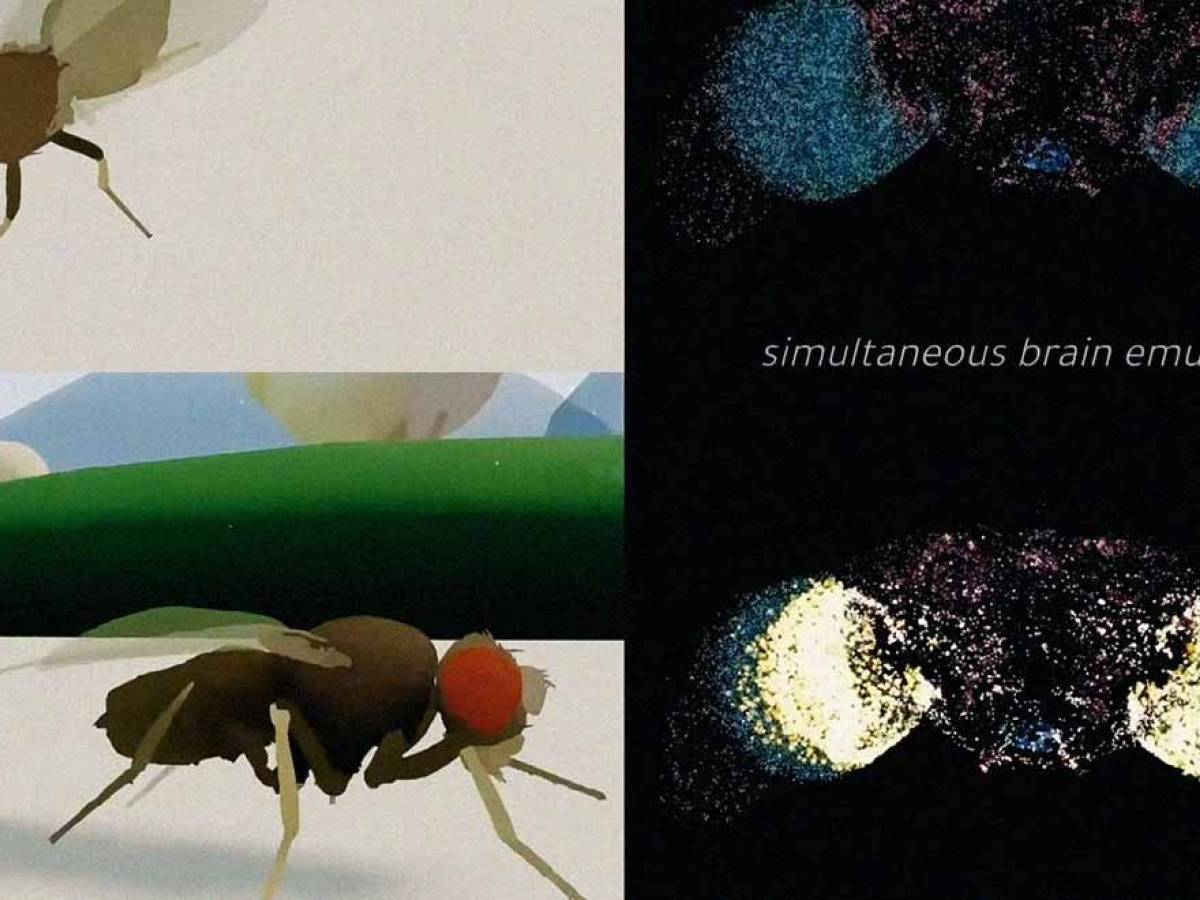 la mosca che vive in una simulazione come nasce l8217ennesima bufala virale sull8217ia da Ilgiornale.it la mosca che vive in una simulazione come nasce l8217ennesima bufala virale sull8217ia