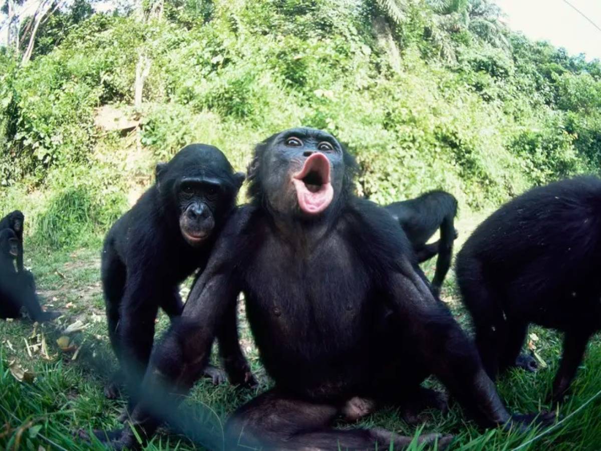 bonobo addio favola pacifista il nuovo studio smonta il mito delle femmine migliori dei maschi da Ilgiornale.it bonobo addio favola pacifista il nuovo studio smonta il mito delle femmine migliori dei maschi