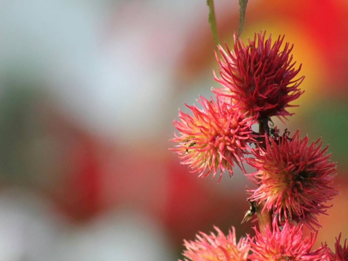 olio di semi di ricino quali sono i benefici e quando pu242 rivelarsi tossico da Ilgiornale.it olio di semi di ricino quali sono i benefici e quando pu242 rivelarsi tossico