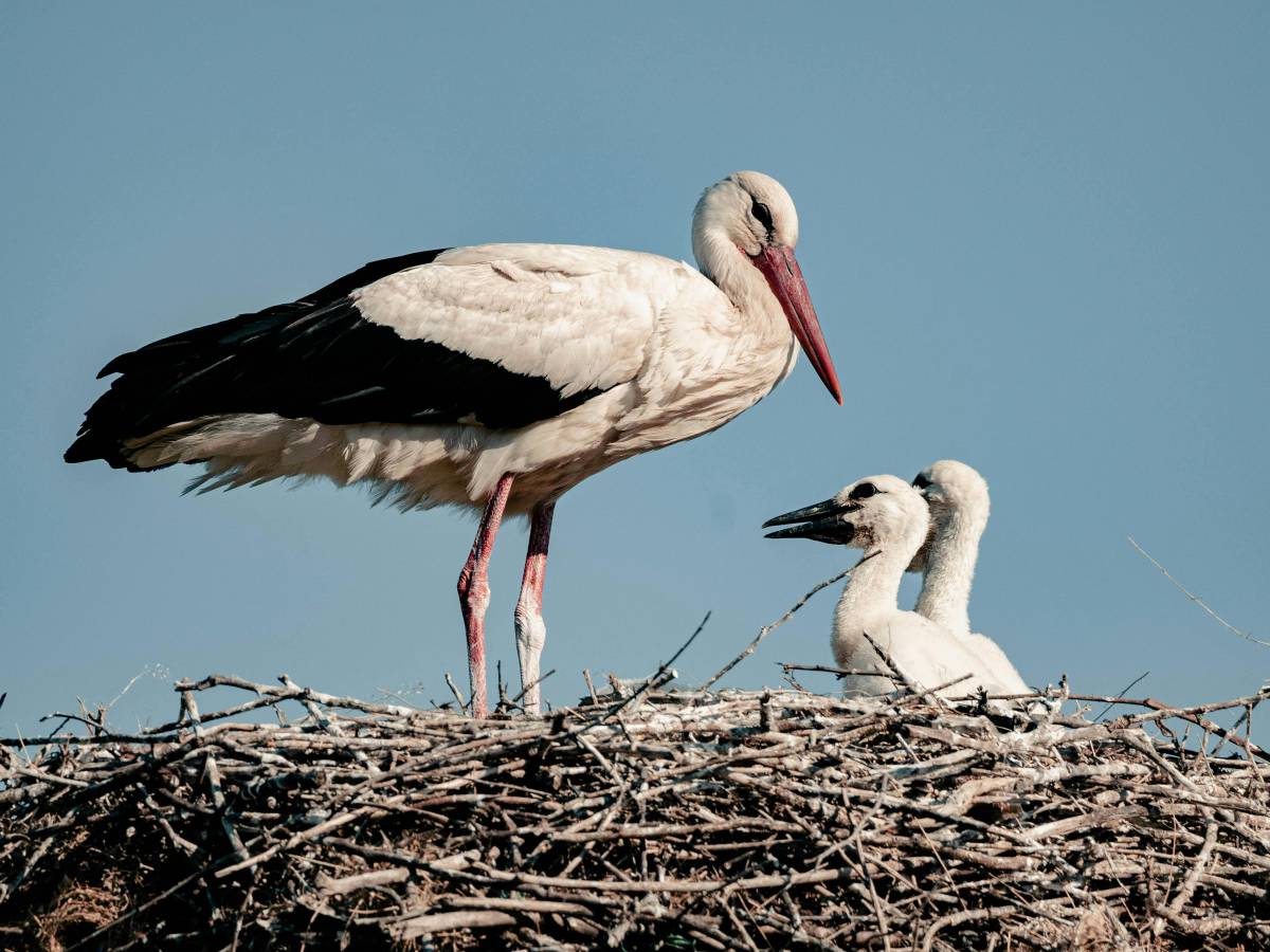 meglio le cicogne da Ilgiornale.it meglio le cicogne
