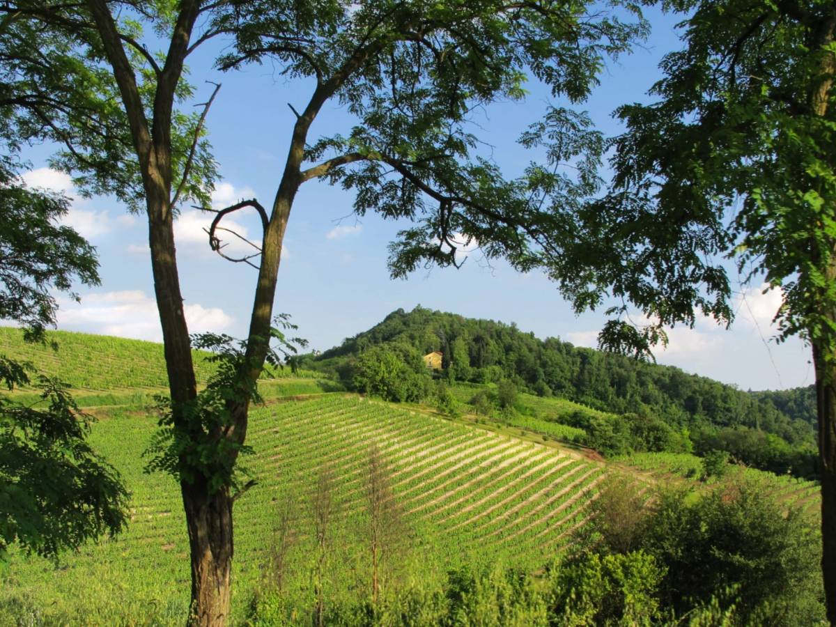 vicara tutte le espressioni del grignolino da Ilgiornale.it vicara tutte le espressioni del grignolino