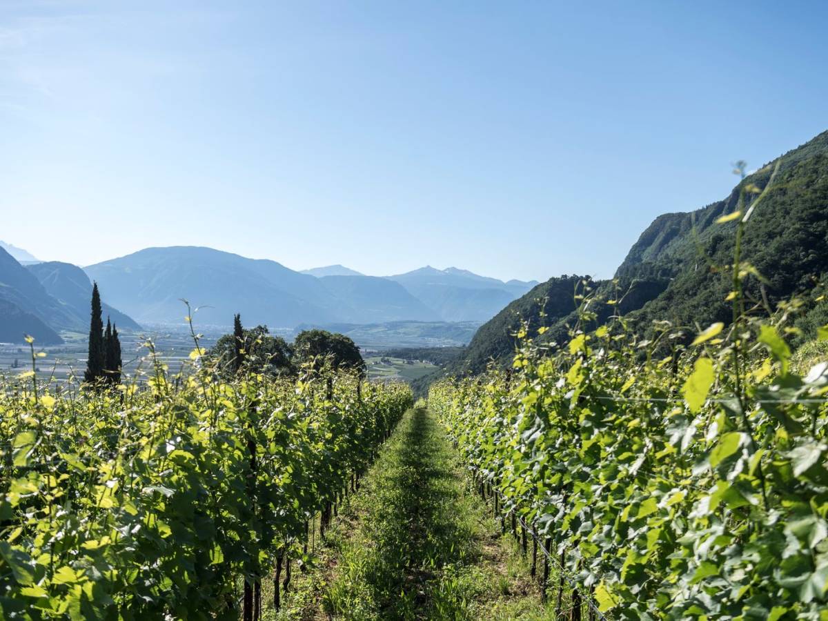 al vinitaly il meglio dell8217alto adige da Ilgiornale.it al vinitaly il meglio dell8217alto adige