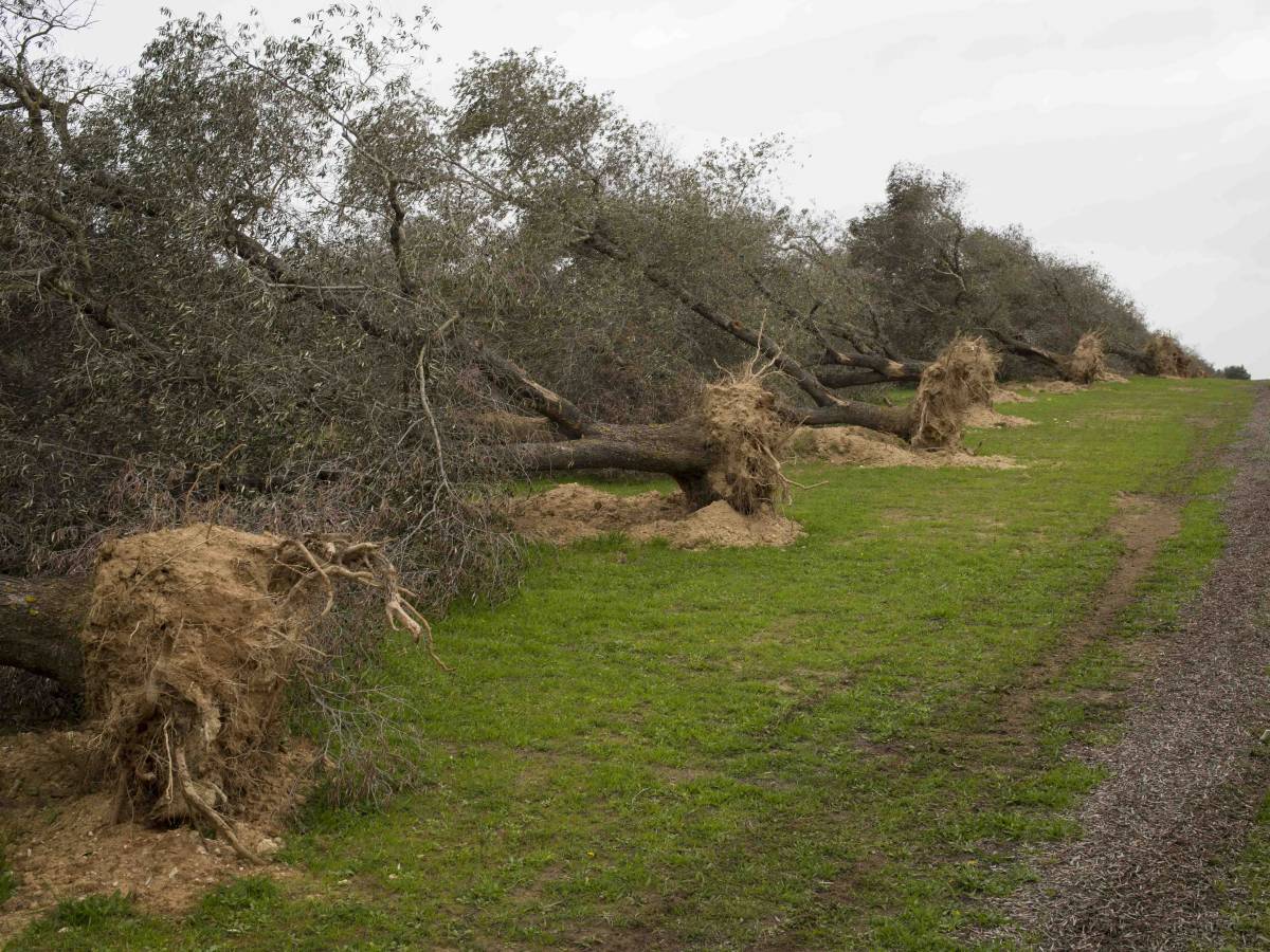 l onda lunga xylella il giallo dei 18 milioni e gli ulivi fantasma le ombre su emiliano da Ilgiornale.it l onda lunga xylella il giallo dei 18 milioni e gli ulivi fantasma le ombre su emiliano