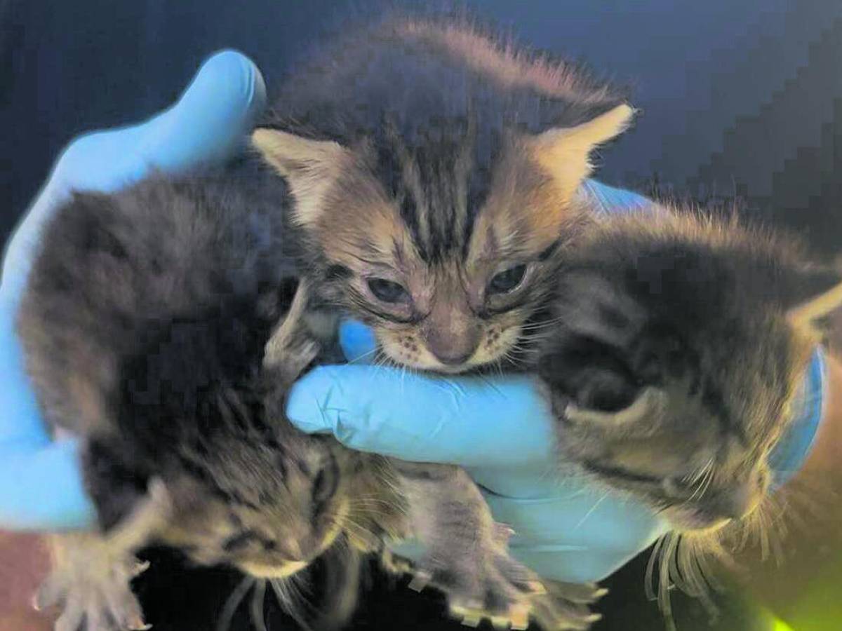 appello alla ladra di gattini riportali 232 per il loro bene da Ilgiornale.it appello alla ladra di gattini riportali 232 per il loro bene