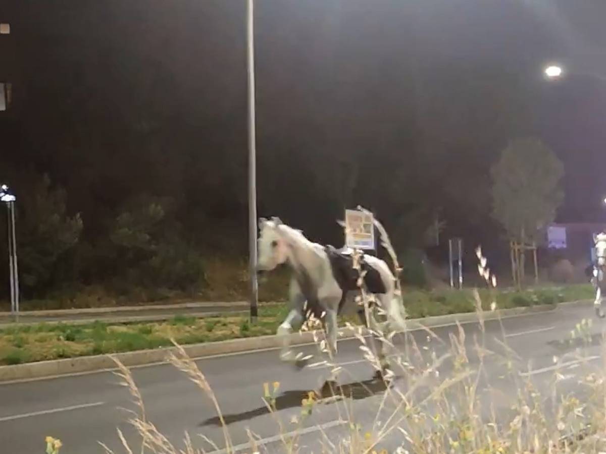 cavalli in fuga dalla parata del 2 giugno avvisati a galoppo sulla cristoforo colombo da Ilgiornale.it cavalli in fuga dalla parata del 2 giugno avvisati a galoppo sulla cristoforo colombo