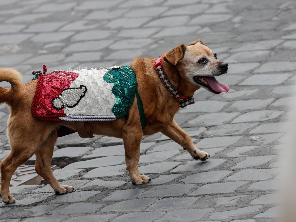 chi 232 briciola la mascotte a quattro zampe dei carabinieri da Ilgiornale.it chi 232 briciola la mascotte a quattro zampe dei carabinieri