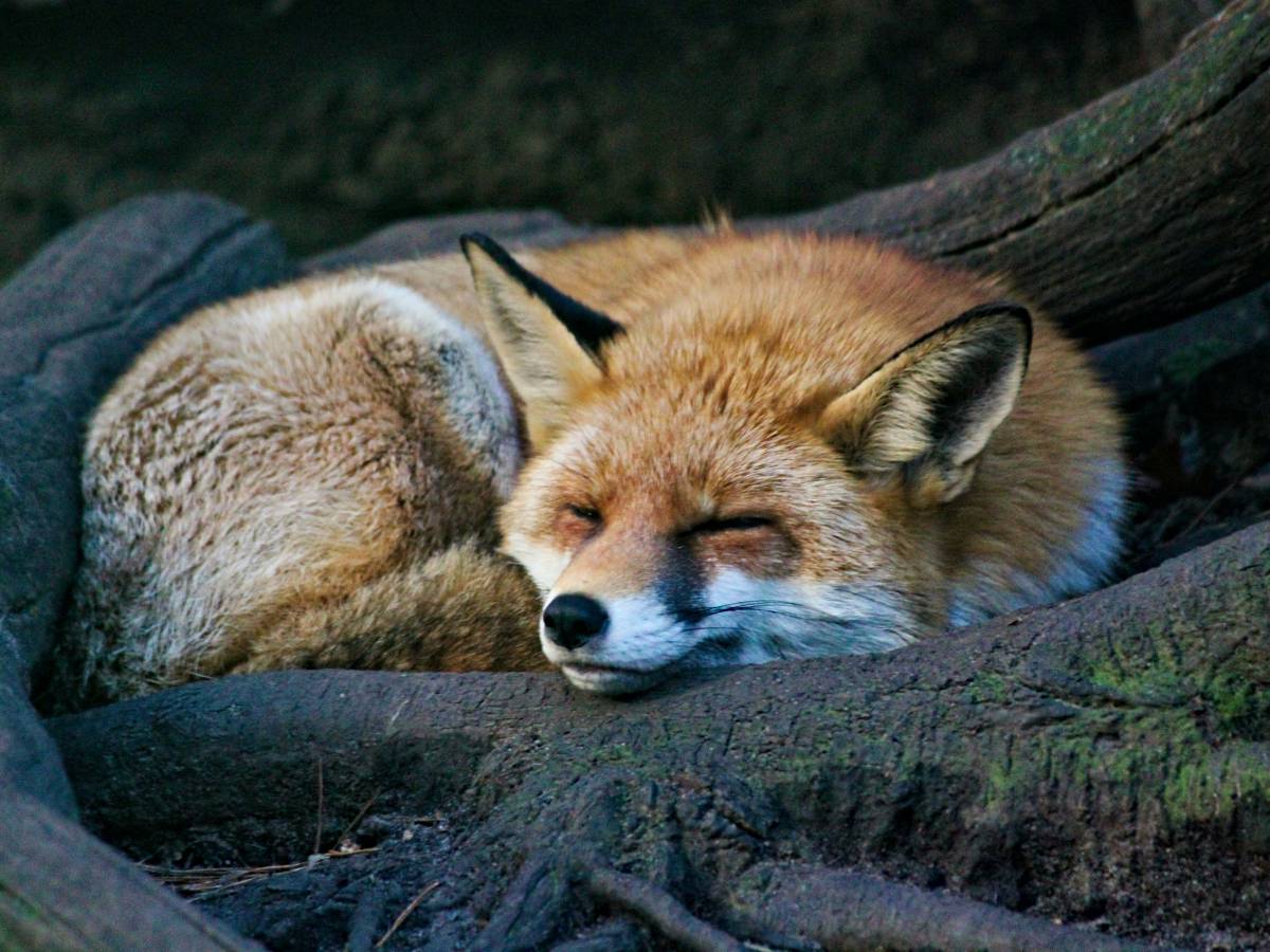 i nuovi vicini di casa la fauna selvatica che ha riconquistato le nostre citt224 da Ilgiornale.it i nuovi vicini di casa la fauna selvatica che ha riconquistato le nostre citt224