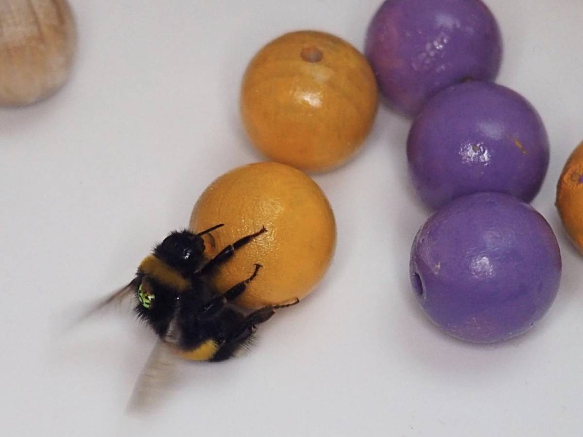 anche i bombi usano strumenti come noi lo rivela un nuovo studio su science da Ilgiornale.it anche i bombi usano strumenti come noi lo rivela un nuovo studio su science