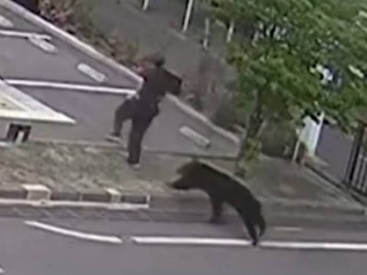 attacchi e aggressioni agli umani cosa c 232 dietro la guerra degli orsi in giappone da Ilgiornale.it attacchi e aggressioni agli umani cosa c 232 dietro la guerra degli orsi in giappone