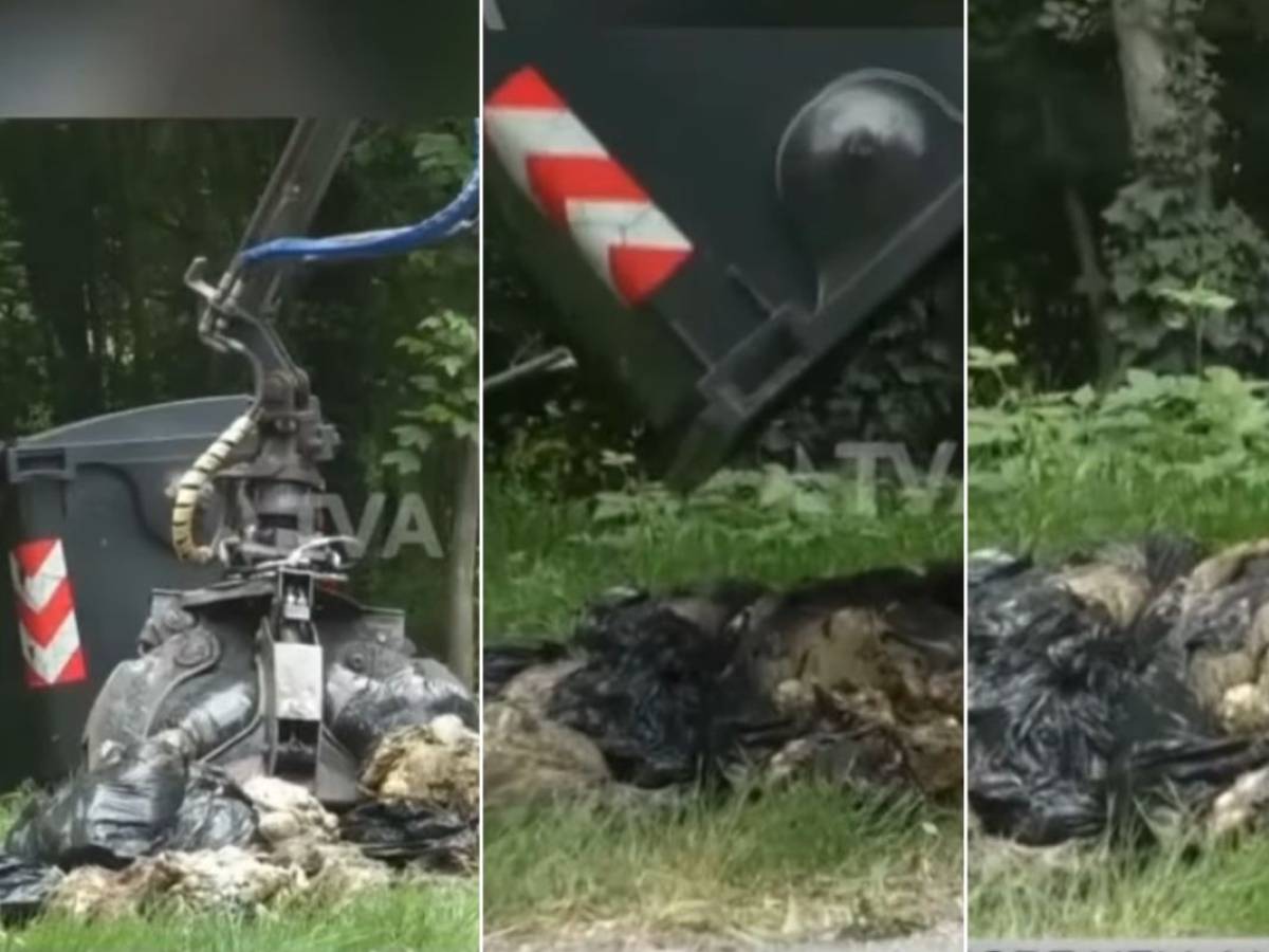 decine di carcasse di ovini macellati l ombra della festa islamica dietro la mattanza nei boschi da Ilgiornale.it decine di carcasse di ovini macellati l ombra della festa islamica dietro la mattanza nei boschi