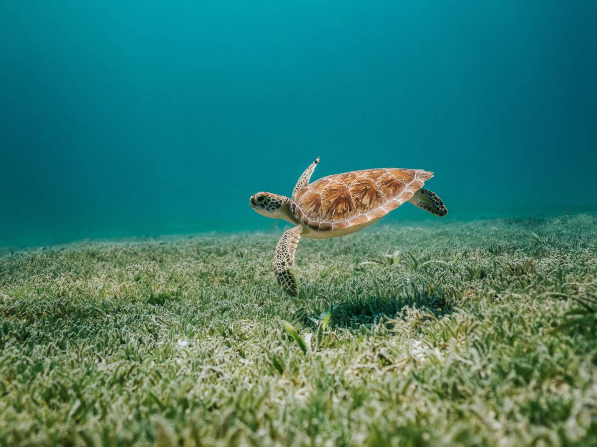 allarme animali spia in cina tartarughe e pesci usati per rubare dati nei nostri mari da Ilgiornale.it allarme animali spia in cina tartarughe e pesci usati per rubare dati nei nostri mari