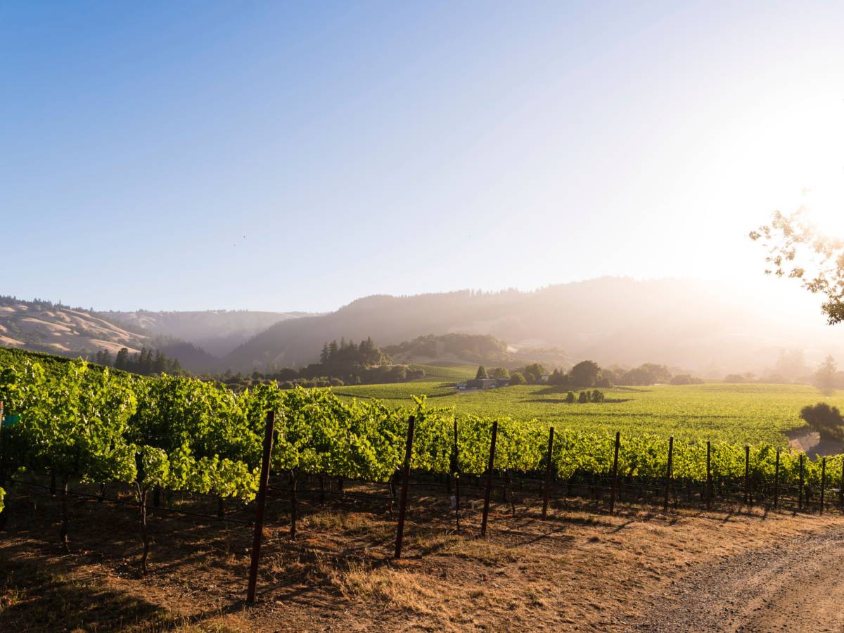 viaggio nella california del vino mendocino la patria del biologico da Ilgiornale.it viaggio nella california del vino mendocino la patria del biologico