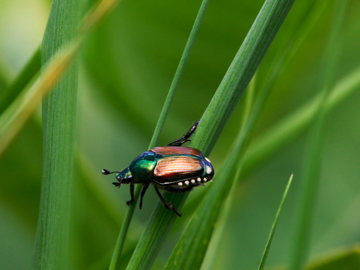 milano di nuovo invasa dallo scarabeo giapponese ecco i danni della popillia japonica da Ilgiornale.it milano di nuovo invasa dallo scarabeo giapponese ecco i danni della popillia japonica