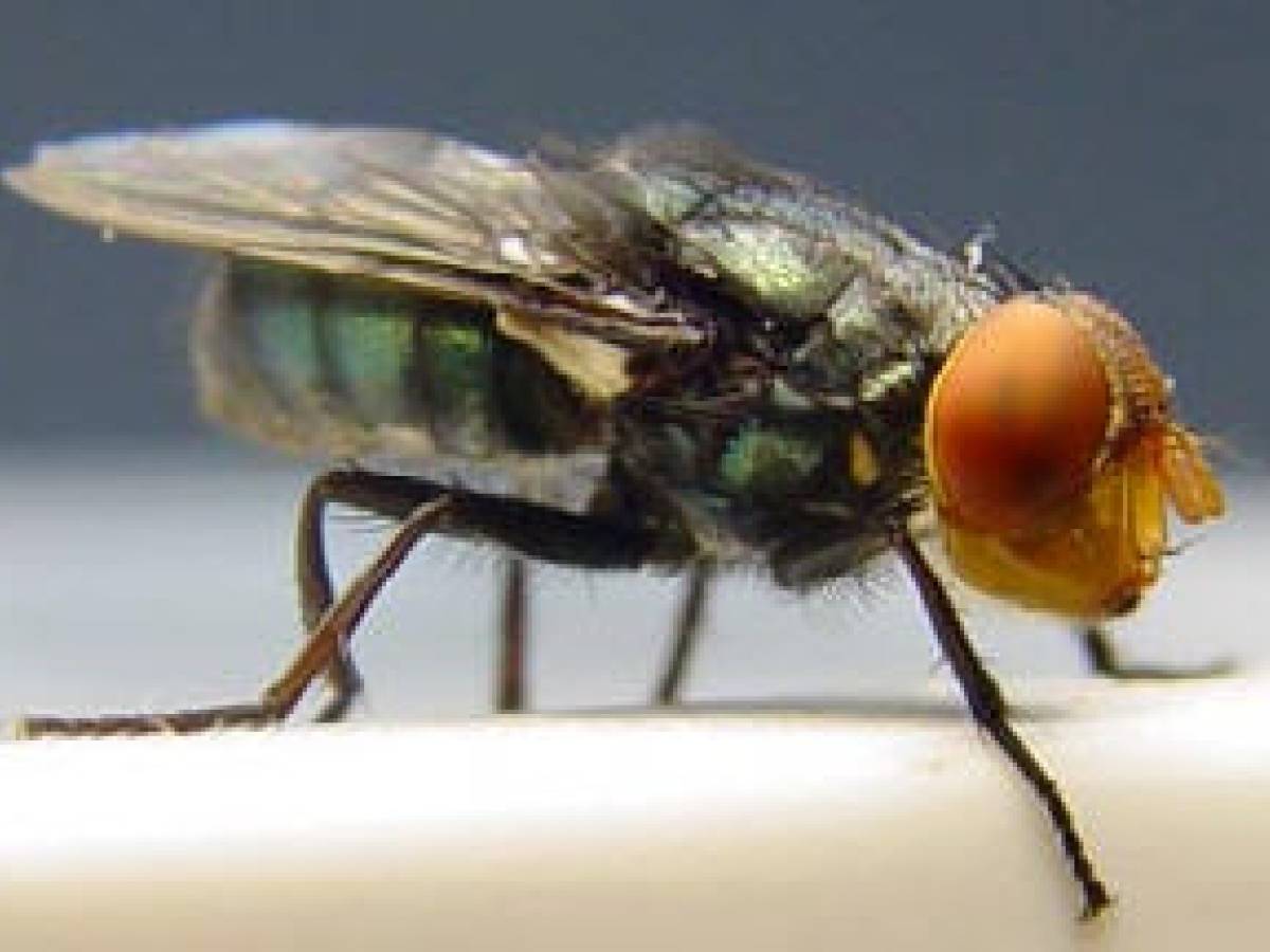 stati uniti dopo mezzo secolo ricompare la mosca assassina perch233 232 pericolosa da Ilgiornale.it stati uniti dopo mezzo secolo ricompare la mosca assassina perch233 232 pericolosa