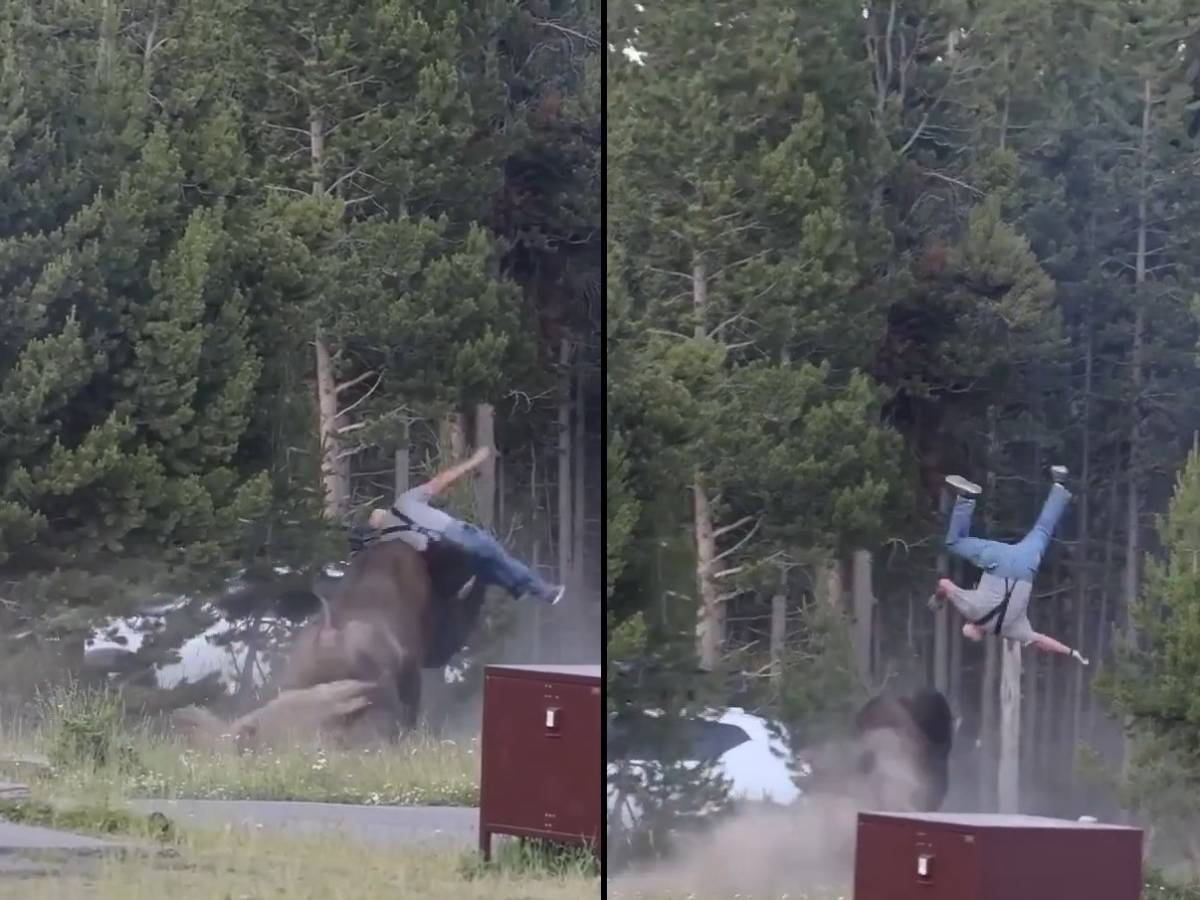 paura al parco di yellowstone bisonte carica un turista e lo scaraventa a 25 metri di altezza da Ilgiornale.it paura al parco di yellowstone bisonte carica un turista e lo scaraventa a 25 metri di altezza