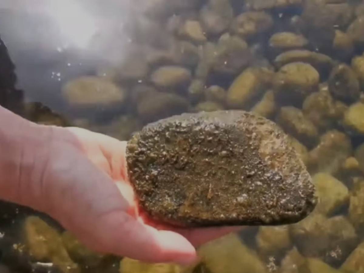 l invasione dell alga tossica fa scattare l allarme nel sud italia dove 232 stata avvistata e quali sono i sintomi da Ilgiornale.it l invasione dell alga tossica fa scattare l allarme nel sud italia dove 232 stata avvistata e quali sono i sintomi