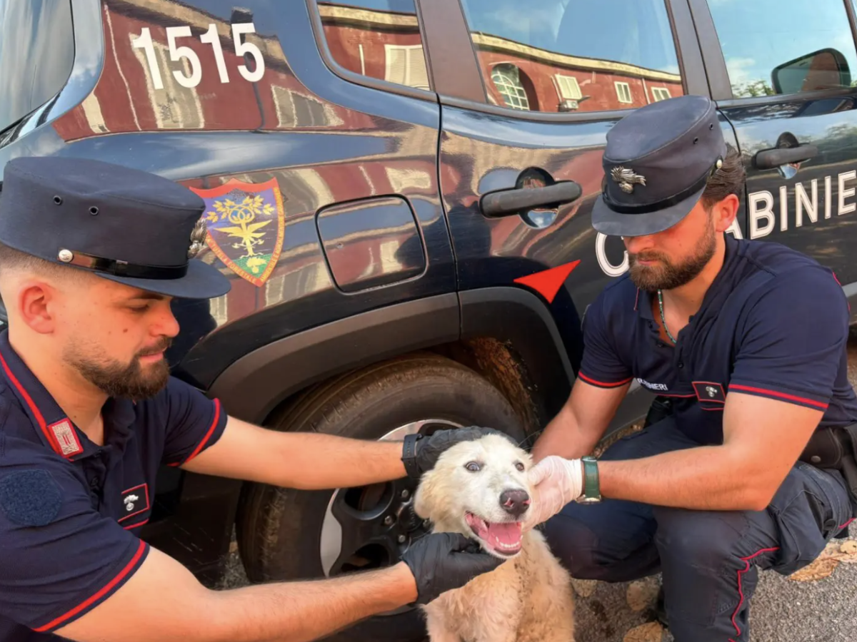 il video choc contro l abbandono degli animali un cucciolo lasciato in strada insieme ai rifiuti da Ilgiornale.it il video choc contro l abbandono degli animali un cucciolo lasciato in strada insieme ai rifiuti