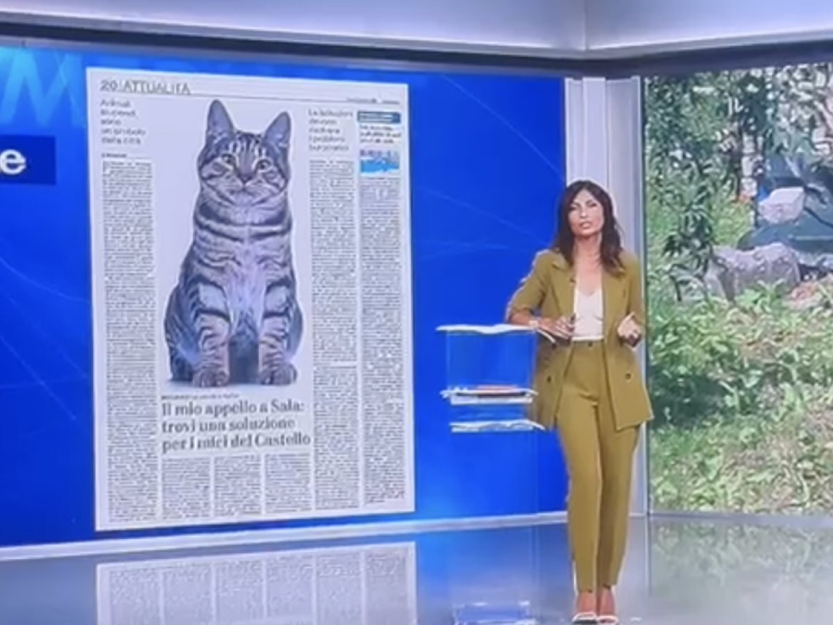 gatti sforzeschi l appello di feltri al tg4 ascoltate questi volontari andate loro incontro da Ilgiornale.it gatti sforzeschi l appello di feltri al tg4 ascoltate questi volontari andate loro incontro