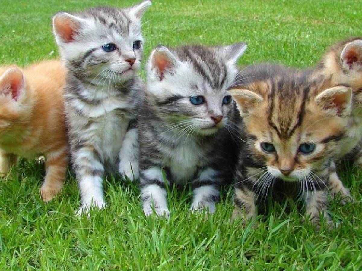 Festa Nazionale del Gatto, sono sette milioni i felini nelle case degli  italiani - RTL 102.5