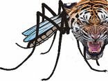Ritratto di zanzaratigre