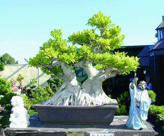 Aspettando Euroflora una mostra di bonsai