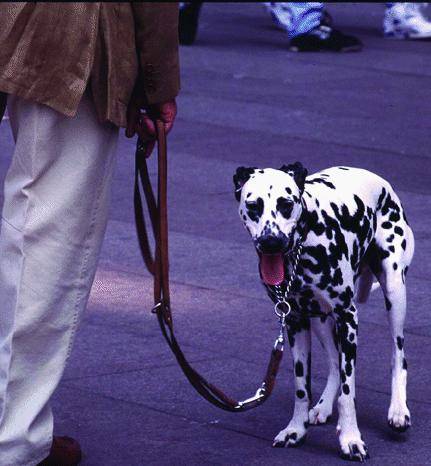 Guerra a chi sporca con i cani