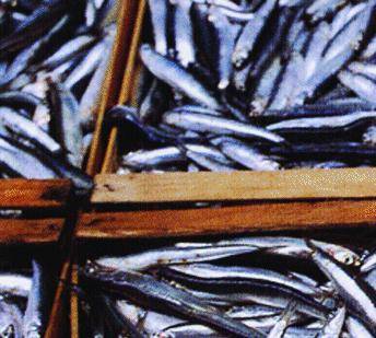 La Regione mette al fresco il pesce